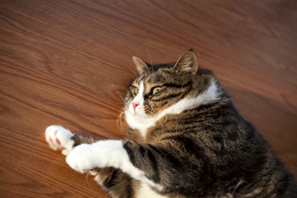 A fat cat lying on a hardwood floor. 