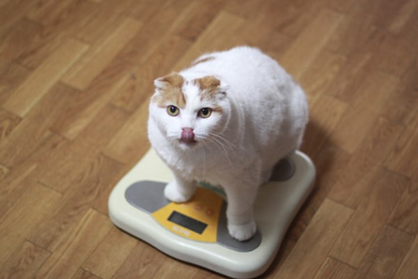 A fat cat on the scale, licking his lips.