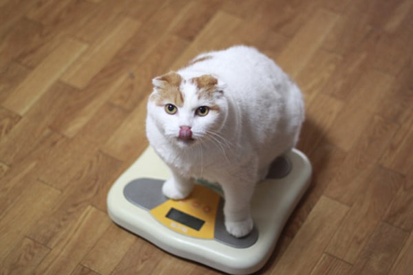 A fat cat on the scale, licking his lips. 