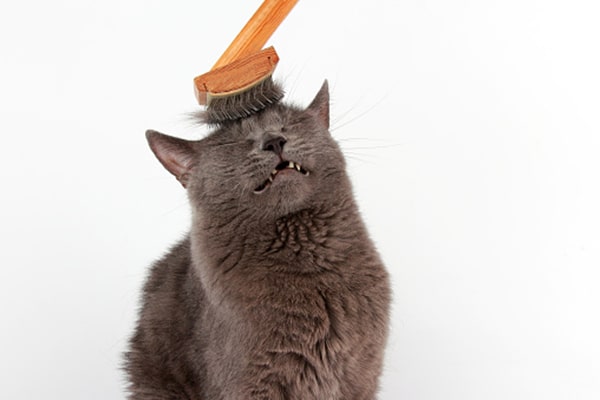 A gray cat being brushed or groomed and looking silly.