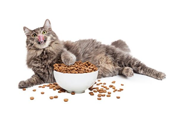 A gray cat licking his lips with his hand in an overflowing food bowl.