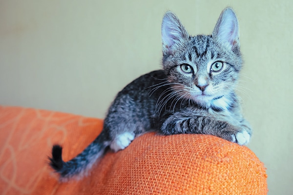 A gray cat on the edge of an orange couch.