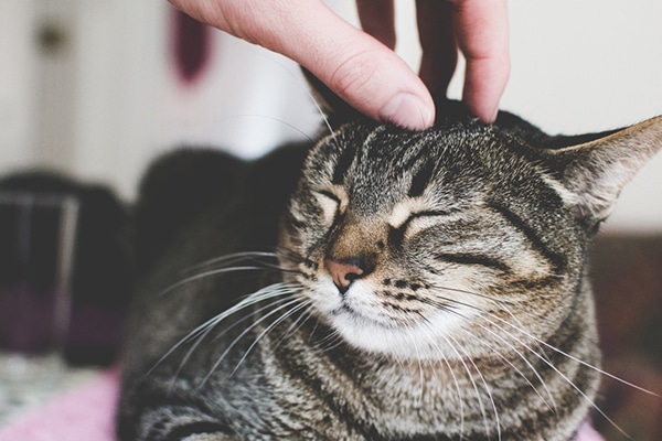 A gray tabby cat with his eyes closed or blinking.