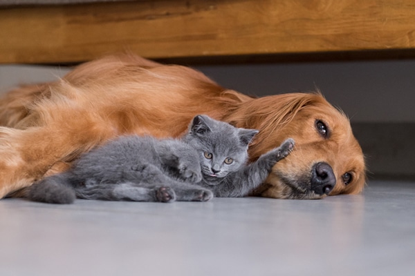 A gray kitten hanging out with a big dog.