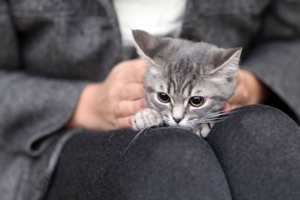 A gray kitten sitting in a human's lap.