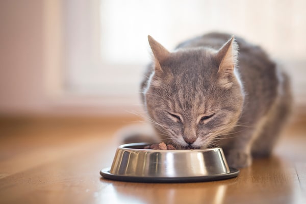 cat with bowl