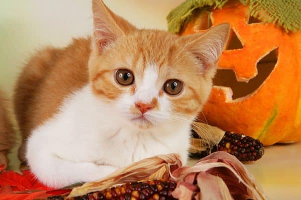 An orange and white cat with Halloween decor.