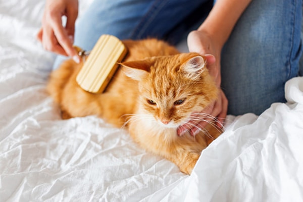 An orange tabby cat being brushed or groomed by a human.