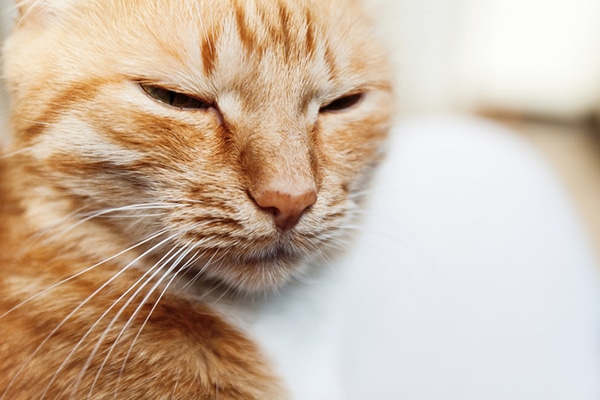 A happy cat with his eyes closed or blinking.