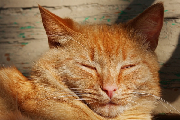 An orange tabby cat with his eyes closed or eyes blinking.