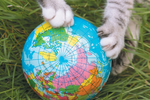 Cat paws holding a globe.