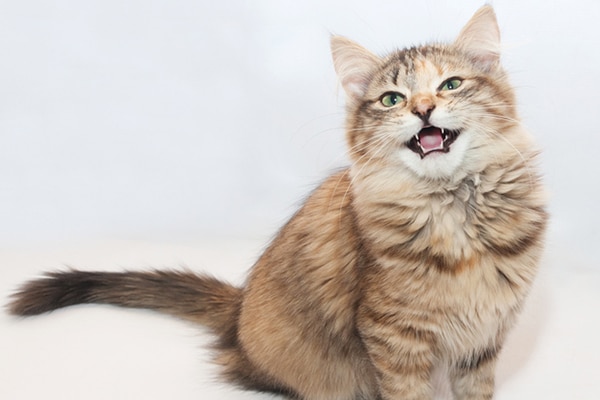 Chat avec la bouche ouverte - trille, miaule ou fait un autre son de chat.