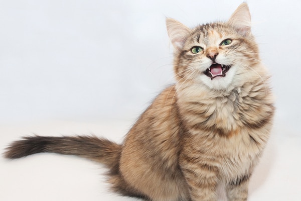 Five Cat Sounds & What They Mean