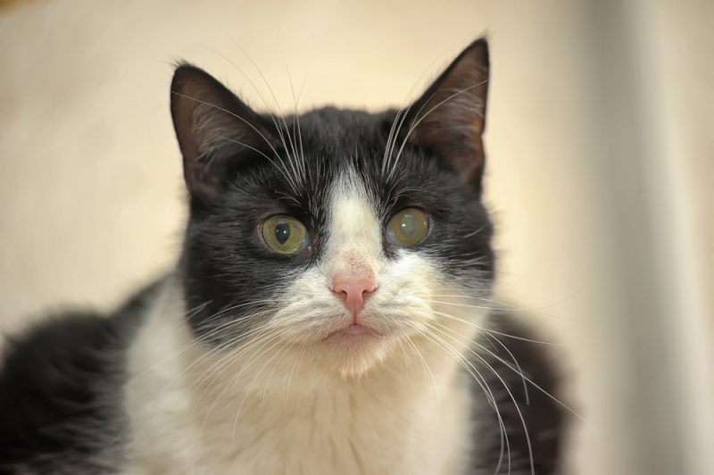 Cat with cataract
