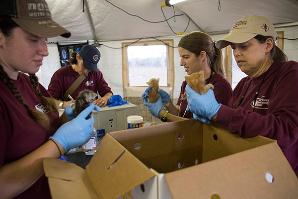 A group of VET members, including veterinary technician Megan Hackman, Dr. Laurie Shelton, fourth-year veterinary student Alex Hawthorn, and Dr. Jacqueline Davidson examine kittens during intake at the Fort Bend County Fairgrounds.