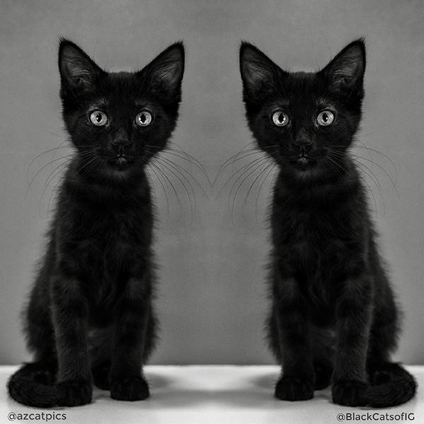 black cats are cute