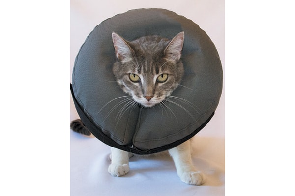 A cat in an inflatable donut E-Collar.