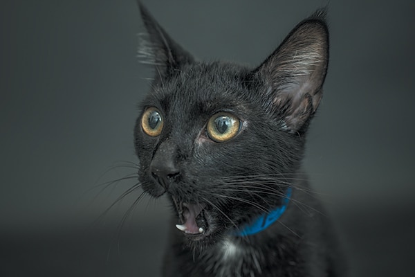 Eloise for Black Cat Awareness Month. Photography by Casey Elise Christopher.