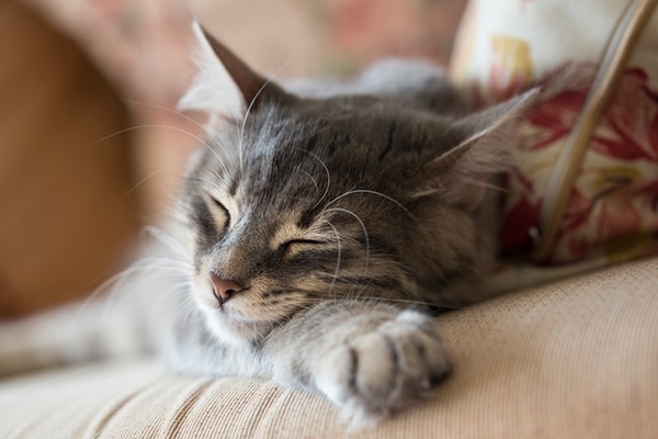 An older gray cat asleep on a couch.