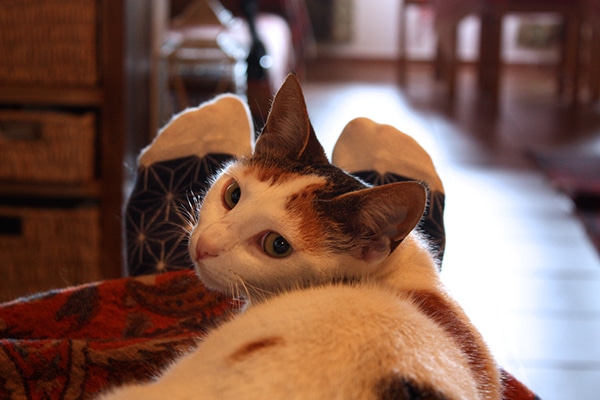 International catsitting.