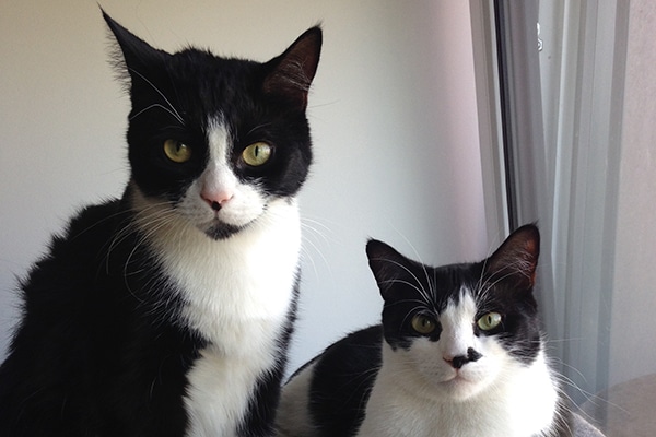 International catsitting.