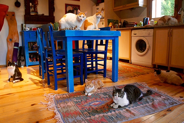 International catsitting.
