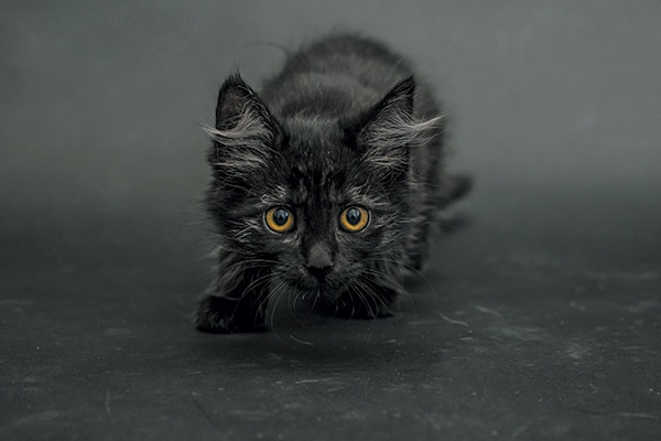 Luna for Black Cat Awareness Month. Photography by Casey Elise Christopher.