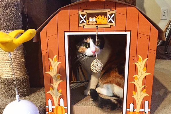 Merritt, just trillin' out in her fallsy cat barn. 