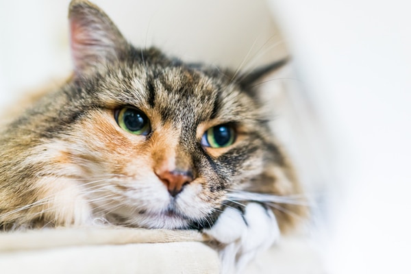 An older calico cat relaxing.