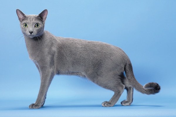 Sleepykitty's Kitties Russian-Blue-on-blue-background