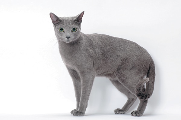 skinny grey cat