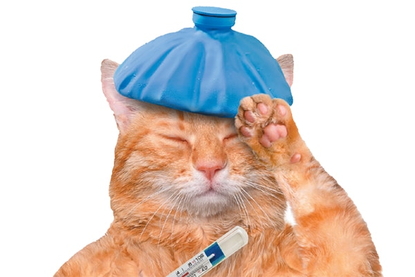 cat health