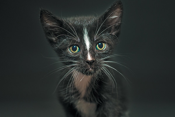 Black Cat Awareness Month — Spike. Photography by Casey Elise Christopher.