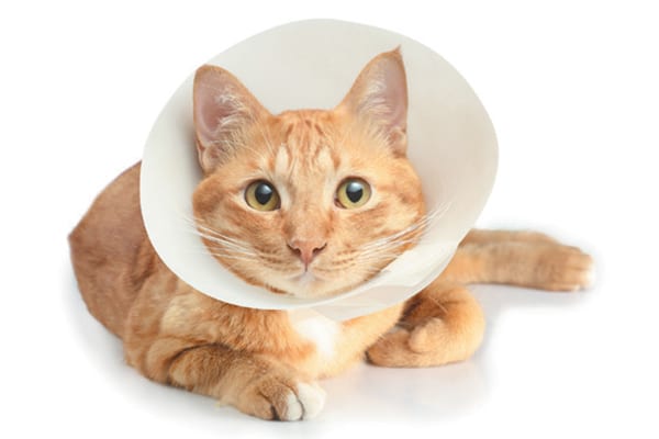 E-Collars for cats, traditional Elizabethan collar.