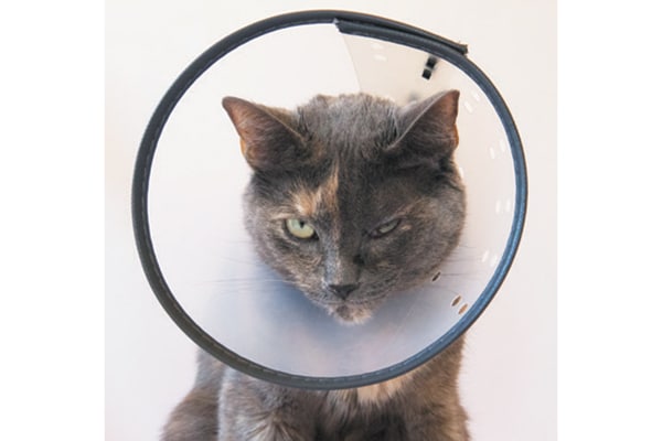 A clear plastic E-Collar for cats.