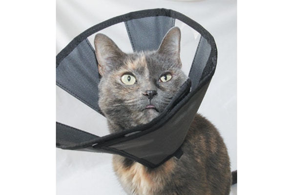A cat modeling a soft E-Collar.