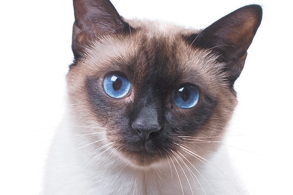 A Siamese cat. Photography ©studdio22comua | Thinkstock.