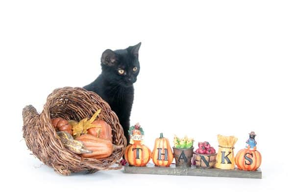 A black cat with Thanksgiving decorations.