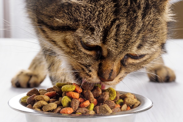 A brown tabby cat eating a bowl of dry food.