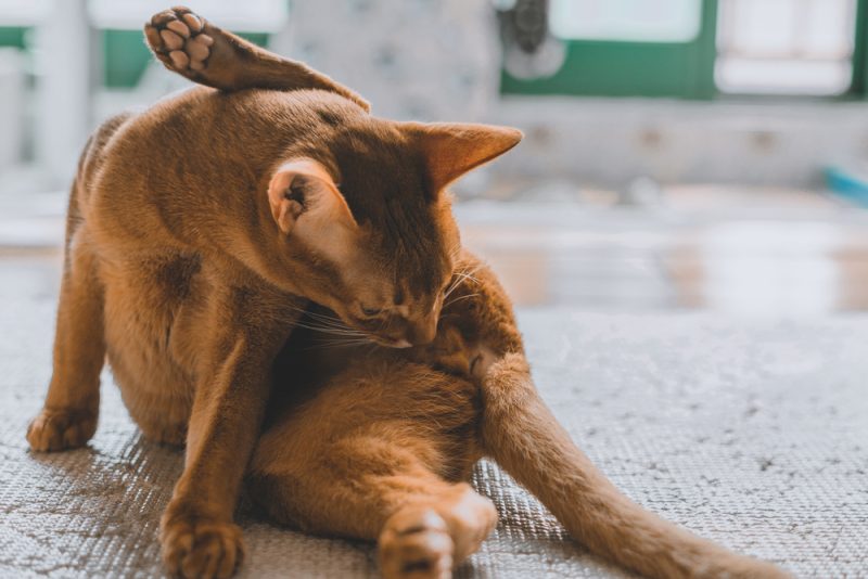 A closeup shot of a brown cat licking its genital