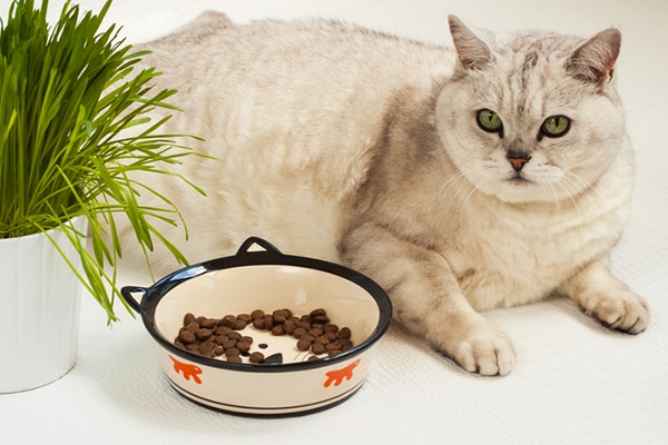 A fat white cat with a bowl of half-eaten cat food.