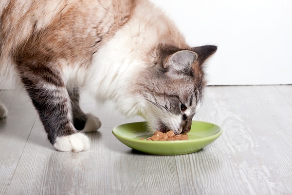 A fluffy white cat eating wet food off of a dish or bowl.