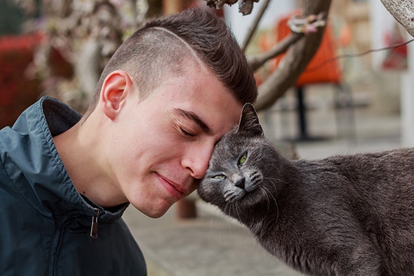 A gray cat headbutting a guy.
