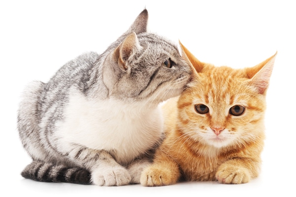 A gray cat kissing an orange cat.