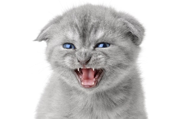 Animals Cats Cat Vocal Throaty Growls Deep Low Slight Annoyed Angry Snorts  Move ~ Sound Effect #66808436