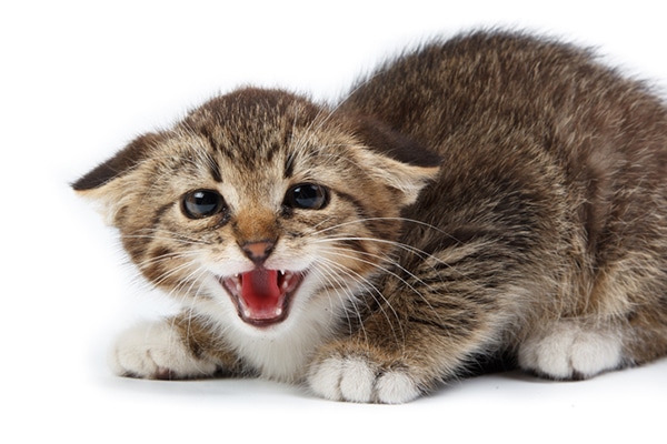 A kitten hissing with his ears flattened back.