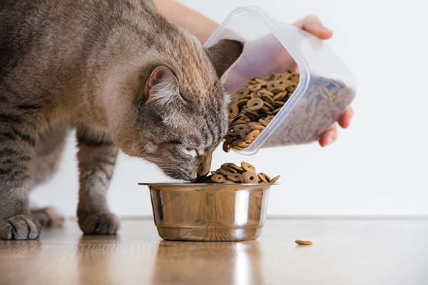 A cat eating dry food from a bowl while a human pours it.