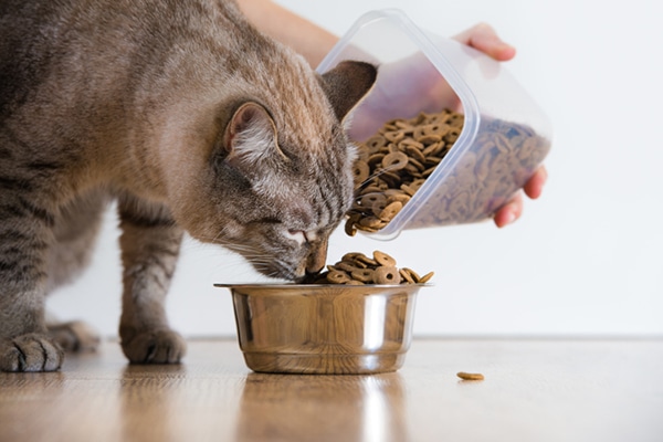 Is Free Feeding Cats The Best Way To Feed Your Cat Pros And Cons Catster