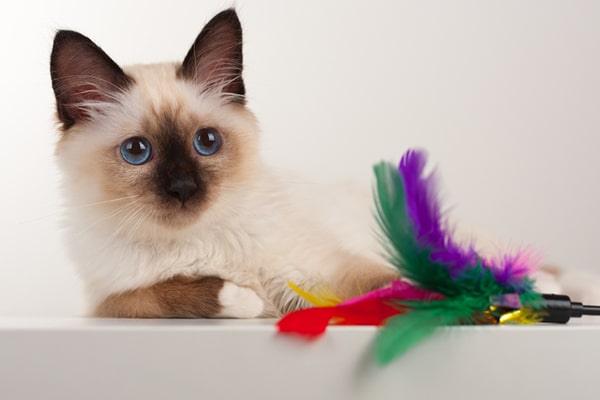 A seal point Birman kitten with blue eyes and a toy.