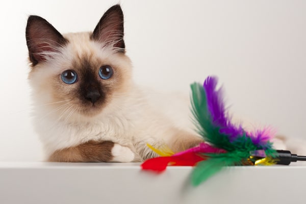 Un chaton de Birmanie à pointe de phoque aux yeux bleus et un jouet.